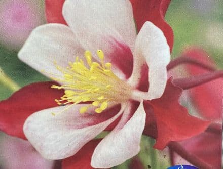 aquilegia swan red and whit