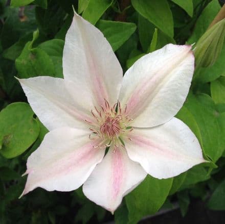 clematis chelse