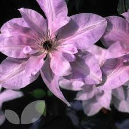clematis reflection