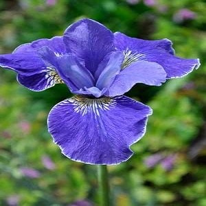 iris sibirica silver edg