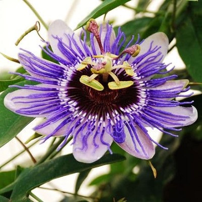 passiflora purple haz