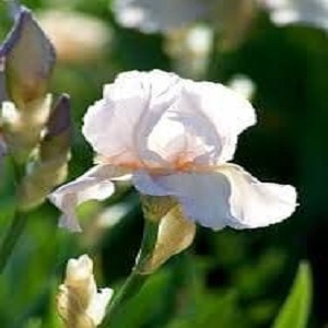 iris bearded benton cordeli