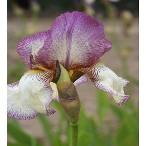 iris bearded benton lorna   