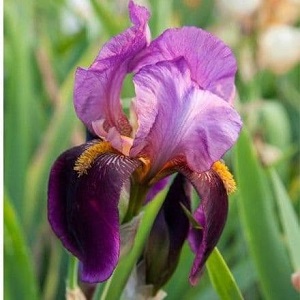 iris bearded benton storringto