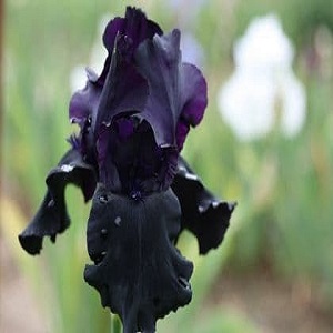 iris bearded black tie affai