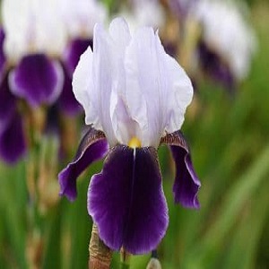 iris bearded braithwait