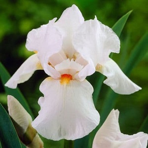 iris bearded frost and flam