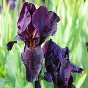 iris bearded langport wre