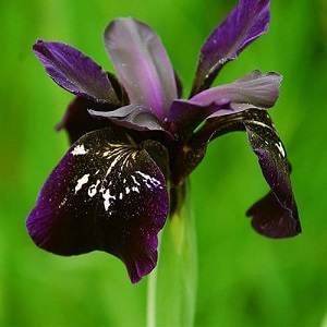 iris chrysographes black gol