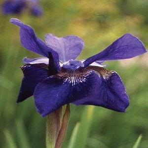 iris sibirica ceasers brothe