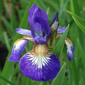 iris sibirica flight of butterflie
