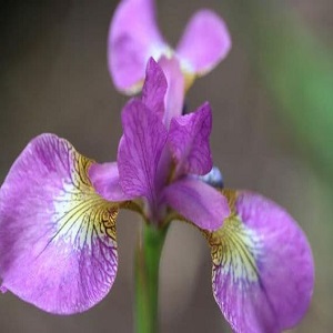 iris sibirica melton red flar