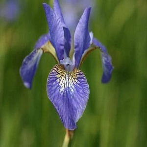 iris sibirica papillo