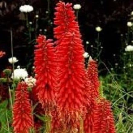 kniphofia red hot popsicl